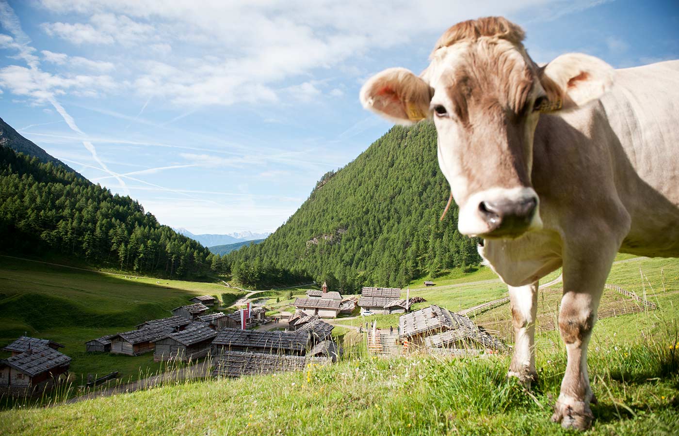 Una mucca in primo piano e un pascolo di montagna sul Gitschberg-Jochtal sullo sfondo
